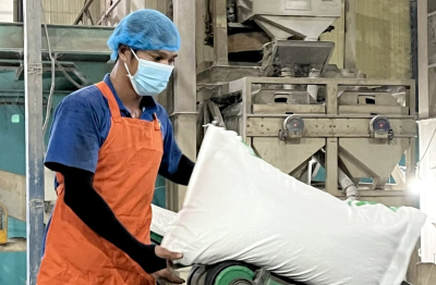 Giá gạo xuất khẩu Việt Nam sẽ tăng trở lại