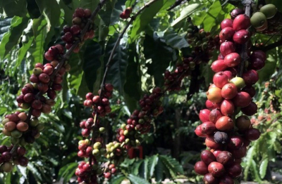 Giá cà-phê giảm mạnh, thị trường năng lượng tiếp tục khởi sắc