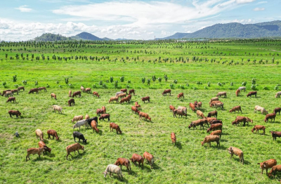 Cuộc đua chăn nuôi năm 2026 bùng nổ: Loạt 