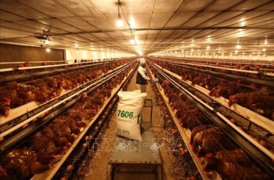 Chăn nuôi Việt Nam chuyển từ cạnh tranh bằng sản lượng sang tiêu chuẩn
