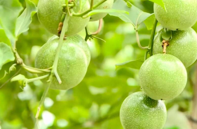 Chanh leo Việt Nam tăng trưởng xuất khẩu phải đi cùng chuẩn hóa