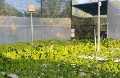 Đầu tư nhà màng nông nghiệp mở lối nâng cao giá trị kinh tế