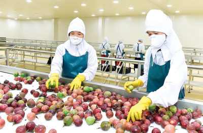Nghị định thư nông nghiệp Việt – Trung: Động lực đẩy mạnh xuất khẩu nông sản