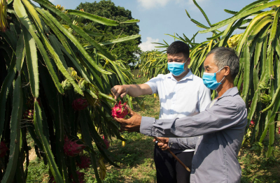 Thanh long Việt Nam mở đường vào Ấn Độ và Trung Đông: Cơ hội mới sau một giai đoạn phụ thuộc