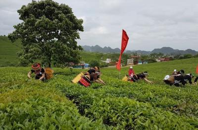 Mã vùng trồng – không có thì không xuất được, mà muốn có thì không dễ