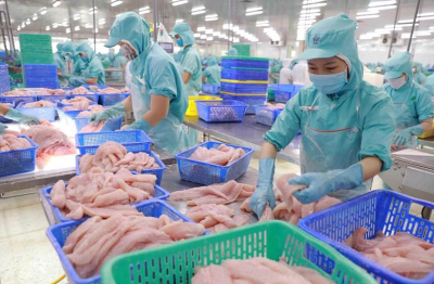 Xuất khẩu cá tra sang EU khởi sắc đầu năm 2025, nhưng vẫn còn nhiều “điểm nghẽn”