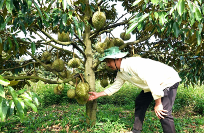 Tham quan nông trại 200 ha sầu riêng của Công ty 30-4 Gia Lai