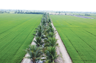 Bước chuyển mình mạnh mẽ của nông nghiệp Việt nhằm giảm phát thải