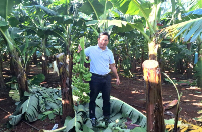 Người trồng chuối tại Gia Lai bị thiệt hại nặng do bão số 13