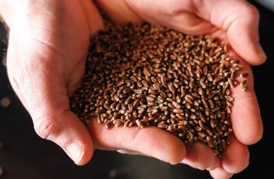 Giống lúa mì tím mở ra hướng nâng cao giá trị dinh dưỡng cho sản phẩm từ lúa mì