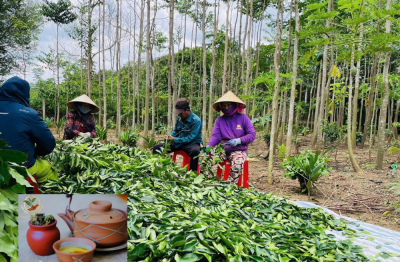 Trà Trầm Hương Tiên Việt: Giải pháp tự nhiên cho giấc ngủ ngon và sức khỏe