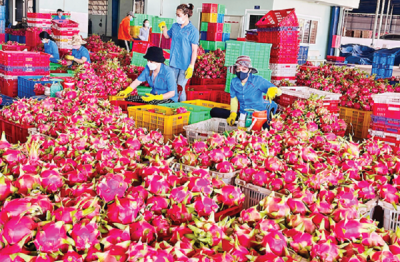 HTX vẫn khó vào chuỗi xuất khẩu