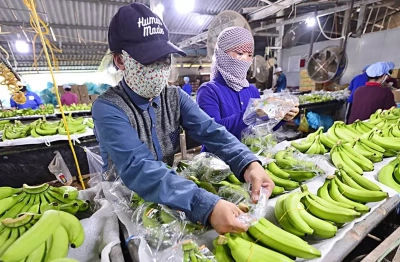 Siết chất lượng từ vùng trồng để giữ thị trường cho nông sản xuất khẩu