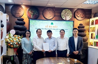 Chè Shan tuyết vùng núi cao tìm hướng nâng giá trị từ liên kết và chuẩn hóa