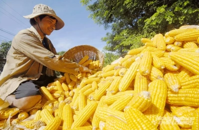 Công nghệ chỉnh sửa gen tạo động lực nghiên cứu, làm chủ ngành nông nghiệp