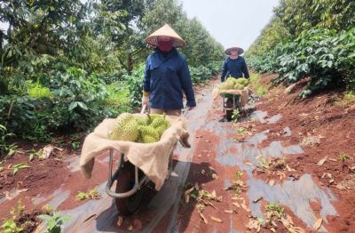 Sản lượng sầu riêng năm 2026 của HAGL tăng trưởng ấn tượng