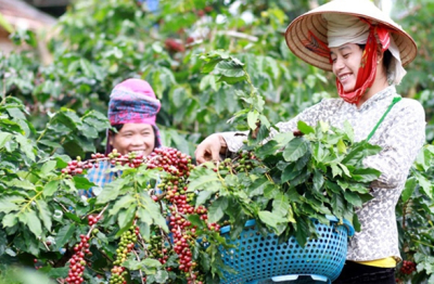 Biến vỏ cà phê thành “vàng”: Khi phế phẩm trở thành lợi thế cạnh tranh xuất khẩu