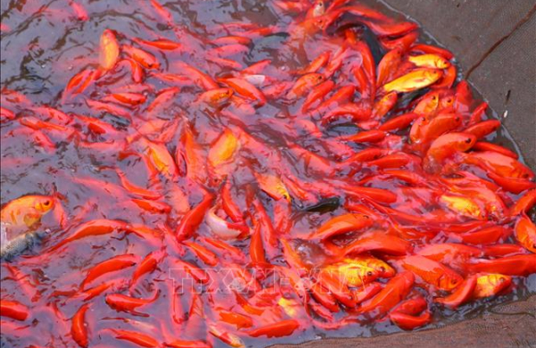 Thủ phủ cá chép rộn ràng vào vụ Tết ông Công, ông Táo