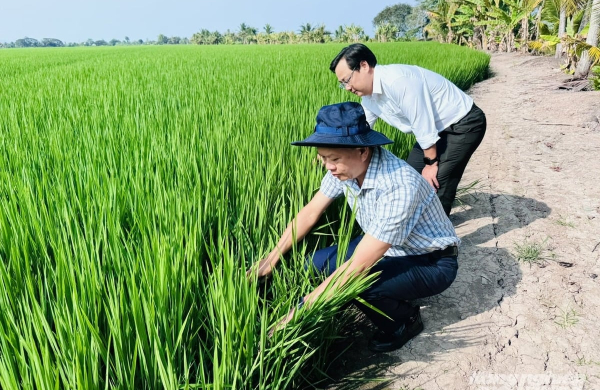 Đề án 1 triệu hecta lúa: Đi đúng hướng, kết quả tích cực