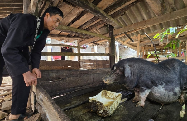 Nông dân chưa mặn mà với bảo hiểm nông nghiệp