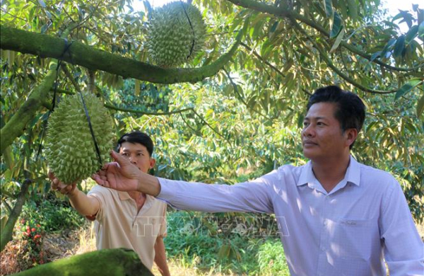 Khát vọng làm giàu từ tư duy nông nghiệp hiện đại