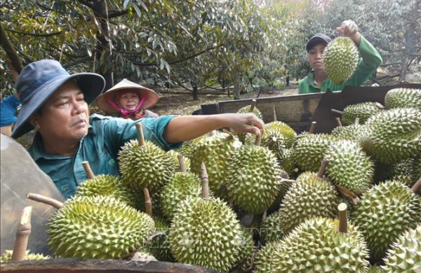 Chuẩn hóa sản xuất, nâng tầm thương hiệu sầu riêng Việt