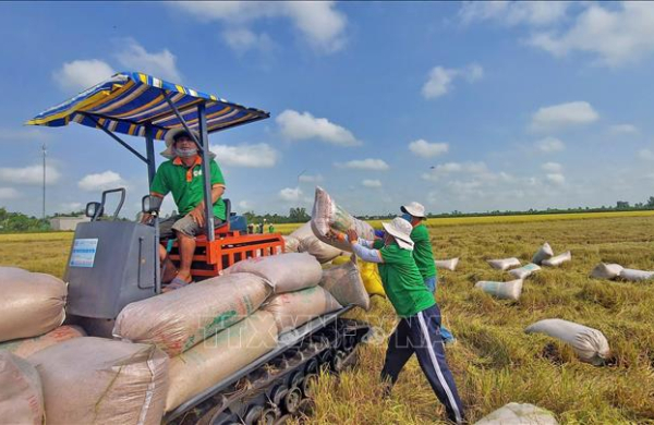 Ngành lúa gạo hướng tới nâng cao quyền định giá và thu nhập cho nông dân