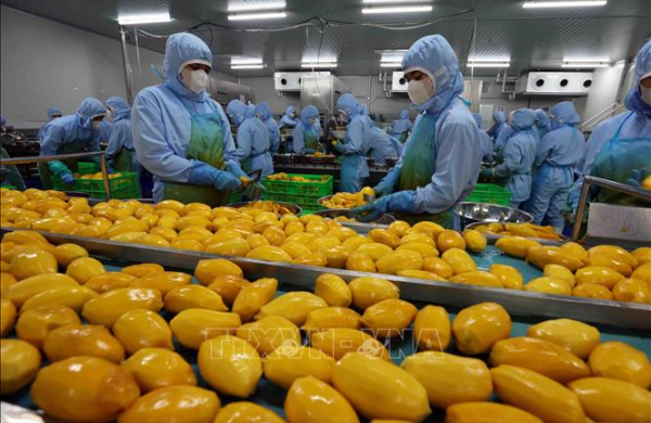 Thị trường Halal mở dư địa tăng trưởng mới cho doanh nghiệp Việt