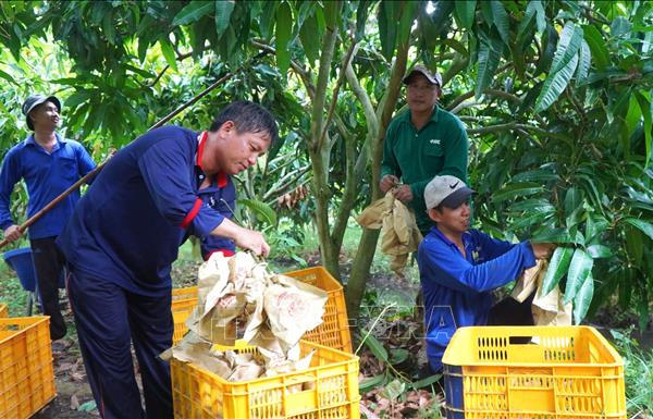 Du lịch nông nghiệp mở hướng tăng giá trị cho ngành hàng xoài