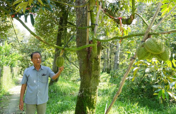 Lấy mã số vùng trồng làm nền tảng tăng giá trị trái cây xuất khẩu
