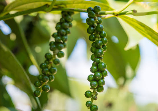 Hồ tiêu và bài toán giá trị gia tăng sau cánh đồng