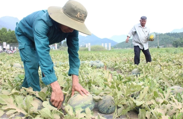 Dưa hấu được mùa, giá giảm nhưng nông dân vẫn lãi khá