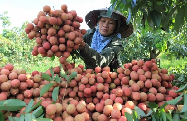 Xuất khẩu vải thiều 2025: Dự báo tăng mạnh nhưng vẫn đối mặt nhiều thử thách