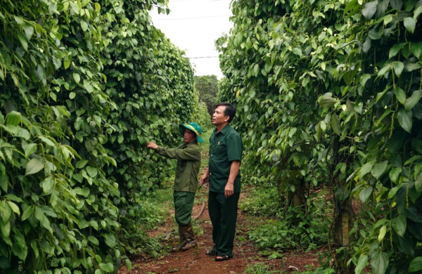 Từ cựu chiến binh đến “tỉ phú” nông nghiệp trên đất Ia Krêl