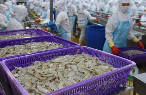 VASEP: Xuất khẩu tôm sang EU có thể tăng chậm lại từ 2026