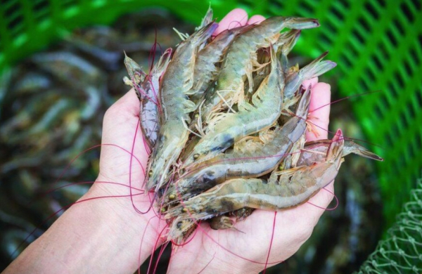 Trung Quốc chi hơn 1,1 tỷ USD nhập khẩu tôm Việt Nam