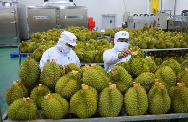 Xuất khẩu sầu riêng lập kỷ lục mới, vượt 3,3 tỷ USD