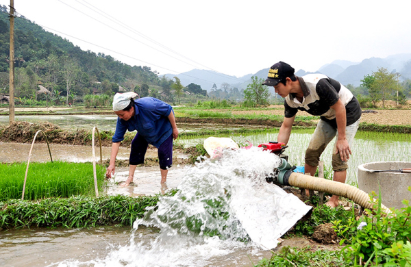 Gần 83% diện tích đã đủ nước gieo cấy vụ Đông Xuân