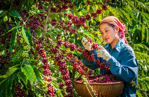 Vận hội mới cho “nông dân chuyên nghiệp”