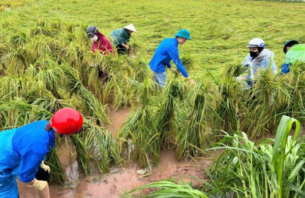 Đề xuất nâng hỗ trợ phí bảo hiểm nông nghiệp lên tới 95% cho hộ nghèo