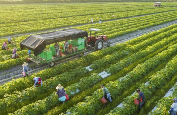 Từ cánh đồng đến tương lai: Trí tuệ nhân tạo có thể thay đổi ngành nông nghiệp ra sao