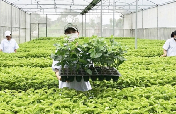 Xử lý nghiêm vi phạm trong buôn bán giống cây trồng giả