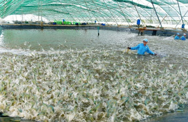 Hợp tác xã và doanh nghiệp nhỏ vẫn đứng ngoài tài chính xanh