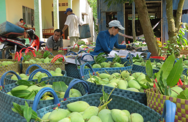 Bà con ĐBSCL lao đao vì rào cản kỹ thuật