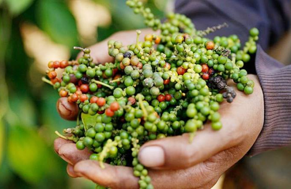 Xuất khẩu hồ tiêu tăng mạnh trong tháng 3