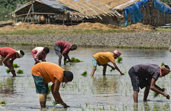 Thiếu phân bón vì chiến sự Iran, nông dân Nam Á đứng trước rủi ro mất mùa