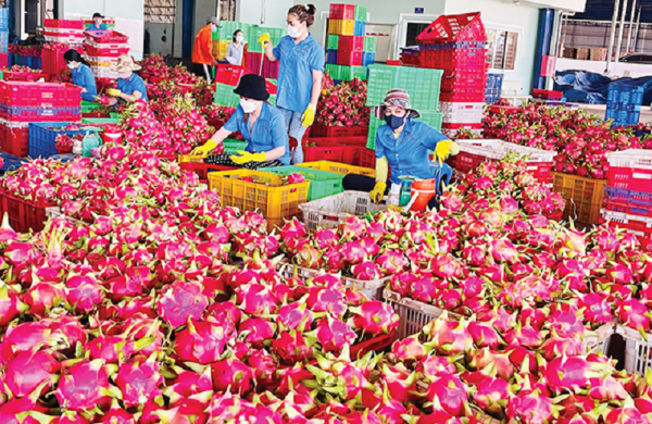 HTX vẫn khó vào chuỗi xuất khẩu