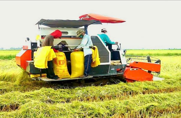 Giá gạo Đồng bằng sông Cửu Long tiếp tục tăng mạnh