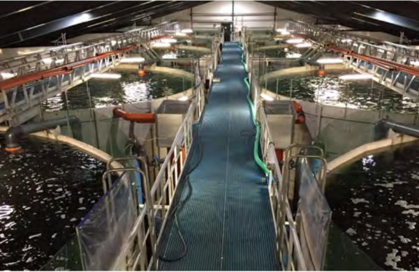 Động lực tăng trưởng mới với thủy sản Việt Nam