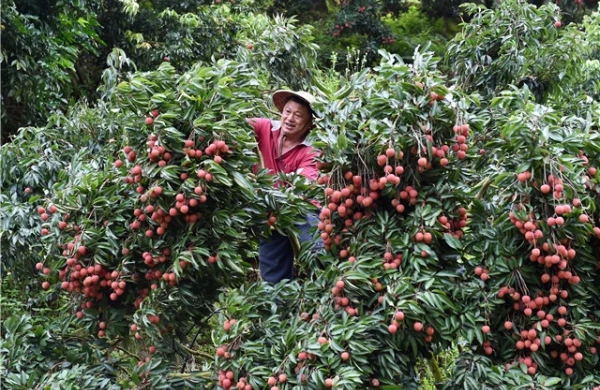 Vải đầu vụ giá tăng cao
